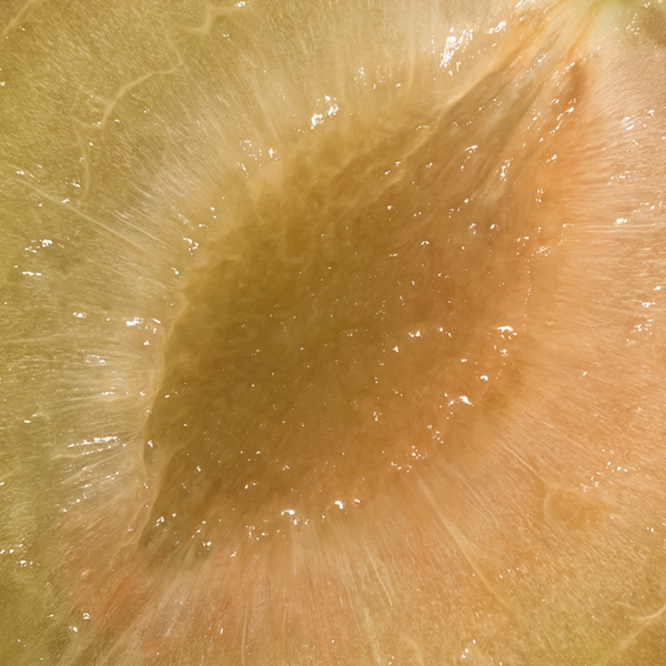 Kakadu Plum