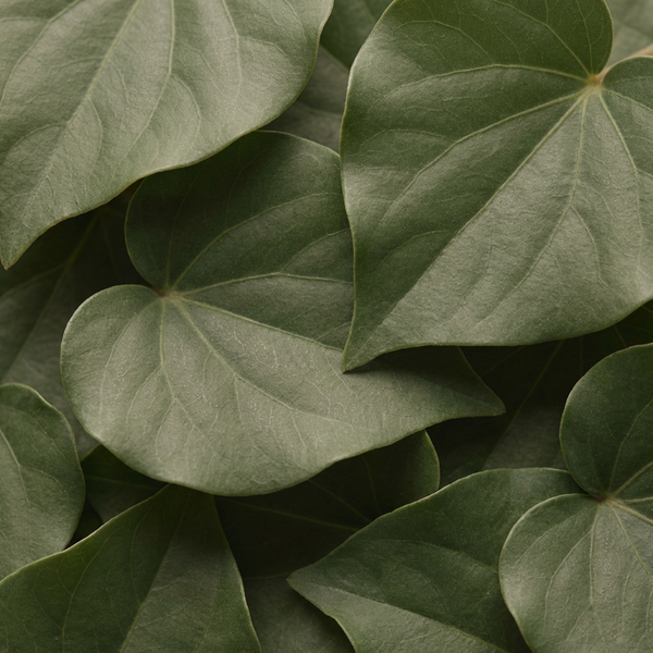 Kawakawa Extract