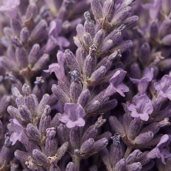Lavender Oil